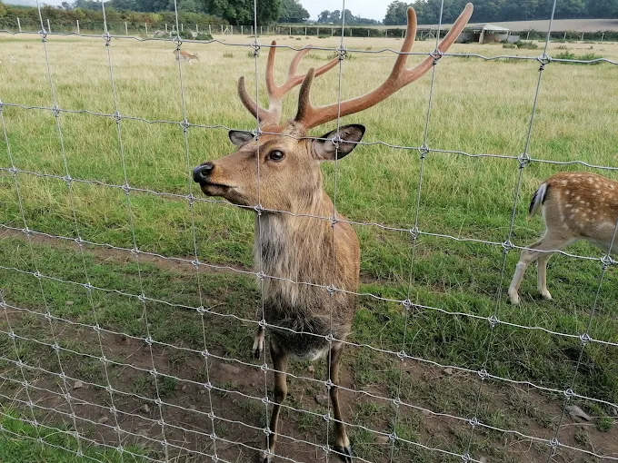 The Scottish Deer Centre (near Cupar)